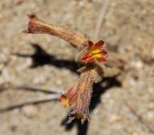 Image of <i>Orobanche fasciculata</i>