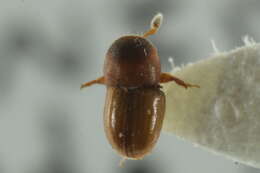 Image of Scolytodes