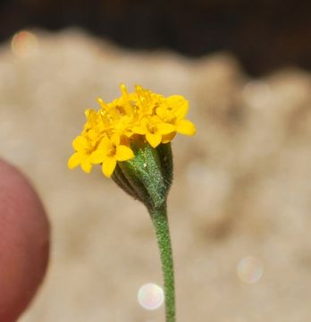 Image of yellow pincushion