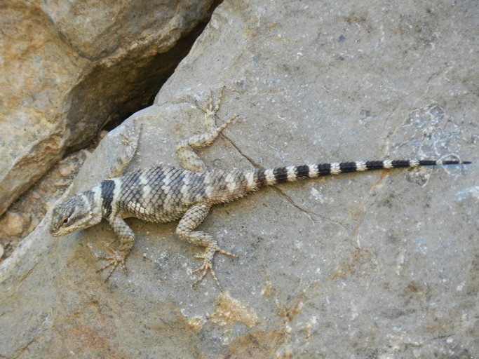 Image of Crevice Spiny Lizard