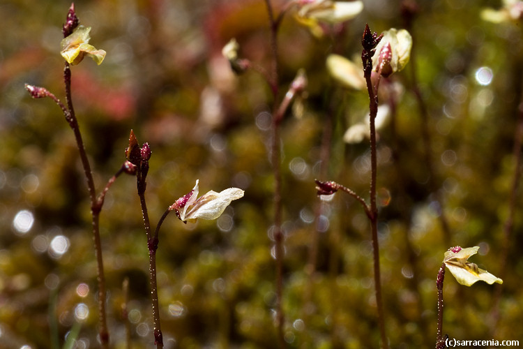 Image of Lesser Bladderwort