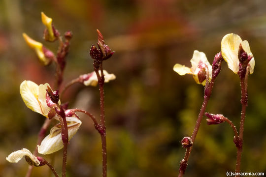 Image of Lesser Bladderwort