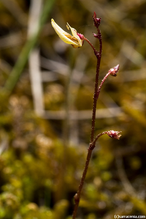 Image of Lesser Bladderwort