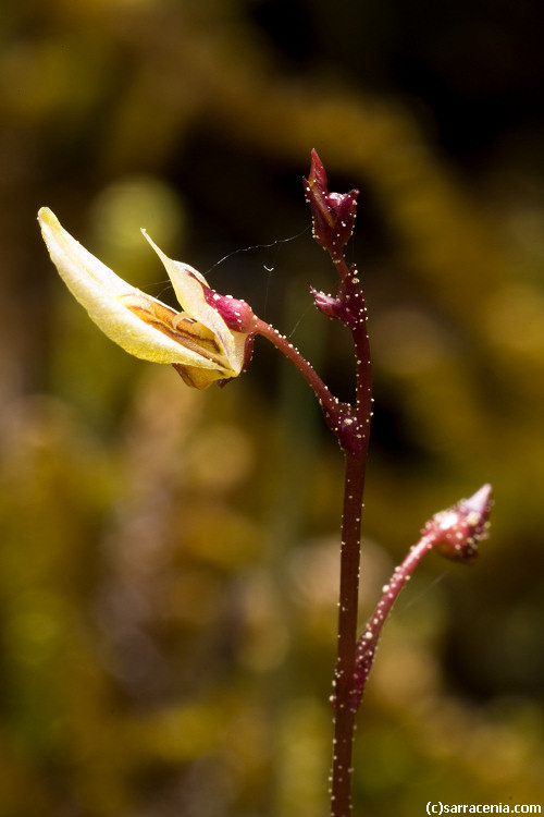 Image of Lesser Bladderwort