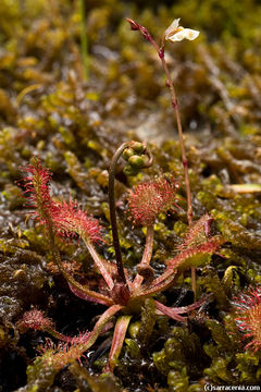 Image of Lesser Bladderwort