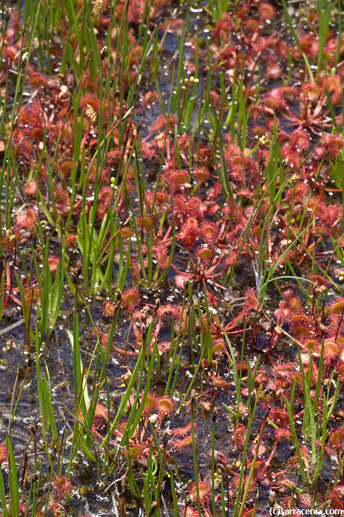 Image of Common Sundew