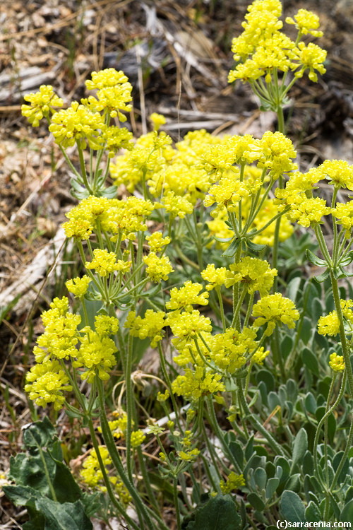 Image of sulphur-flower buckwheat