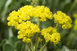 Image of sulphur-flower buckwheat