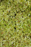 Image of least duckweed