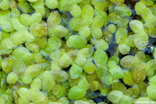 Image of least duckweed