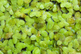 Image of least duckweed