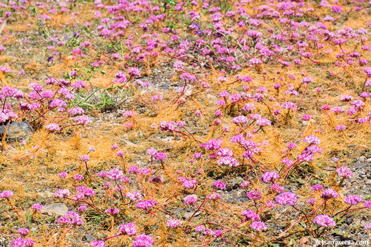 Image of mountain dodder