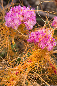 Image of mountain dodder