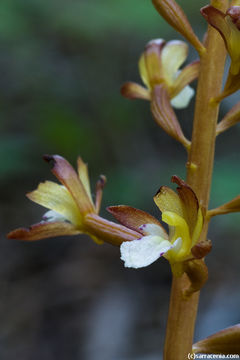 Image of Spotted coralroot