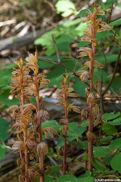 Image of Striped coralroot