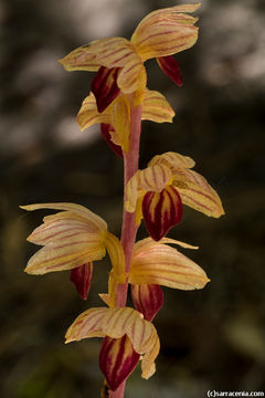 Image of Striped coralroot