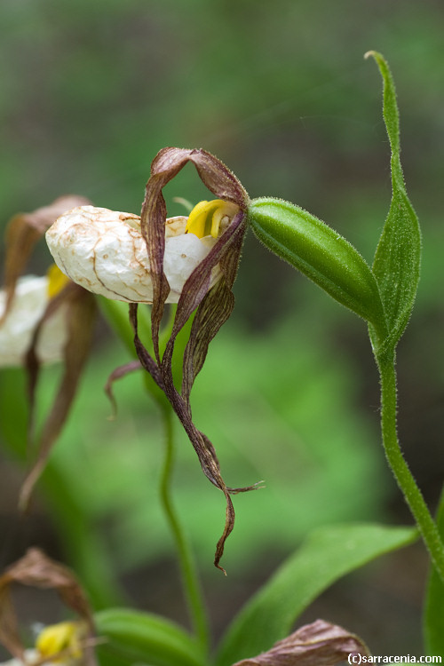 Imagem de Cypripedium montanum Douglas ex Lindl.