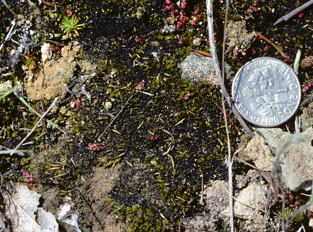 Image of Mexican pleuridium moss