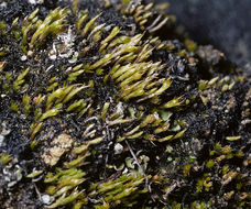 Image of Mexican pleuridium moss