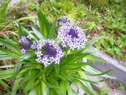 Image of Portuguese Squill