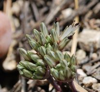 Image of Burlew's onion