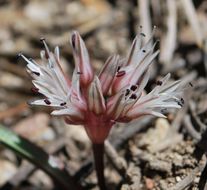 Image of Burlew's onion