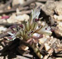 Image of Burlew's onion