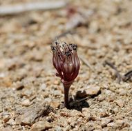 Image of Burlew's onion