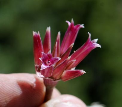 Image of San Bernardino Mountain onion