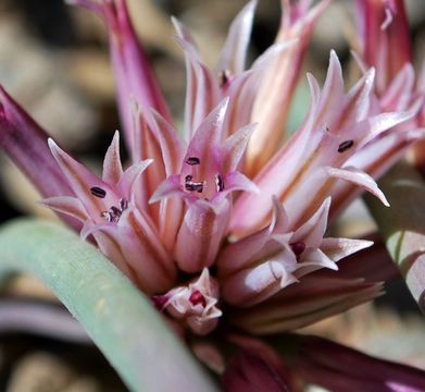 Image of San Bernardino Mountain onion