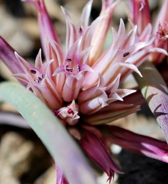 Image of San Bernardino Mountain onion