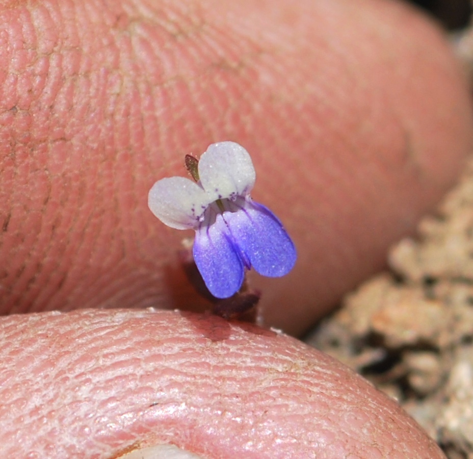 Image of Wright's blue eyed Mary