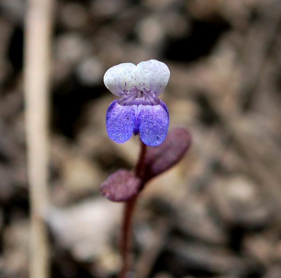 Image of Wright's blue eyed Mary