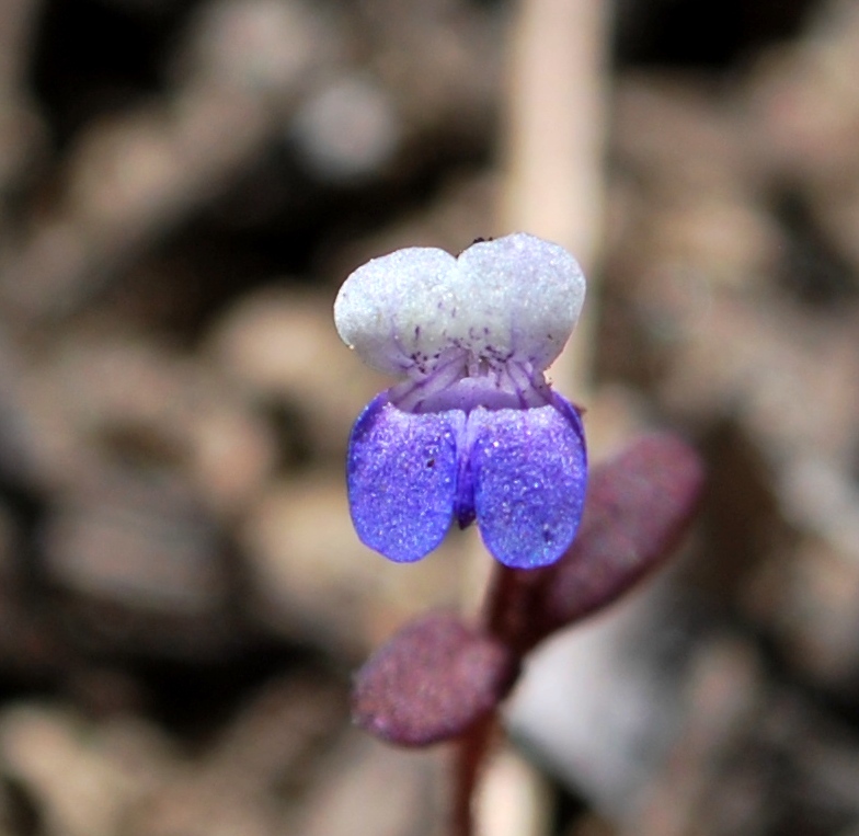 Image of Wright's blue eyed Mary