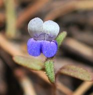 Image of Wright's blue eyed Mary