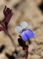 Image of Wright's blue eyed Mary