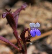 Image of Wright's blue eyed Mary