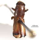 Image of Doliopygus