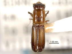 Image of Platypodini
