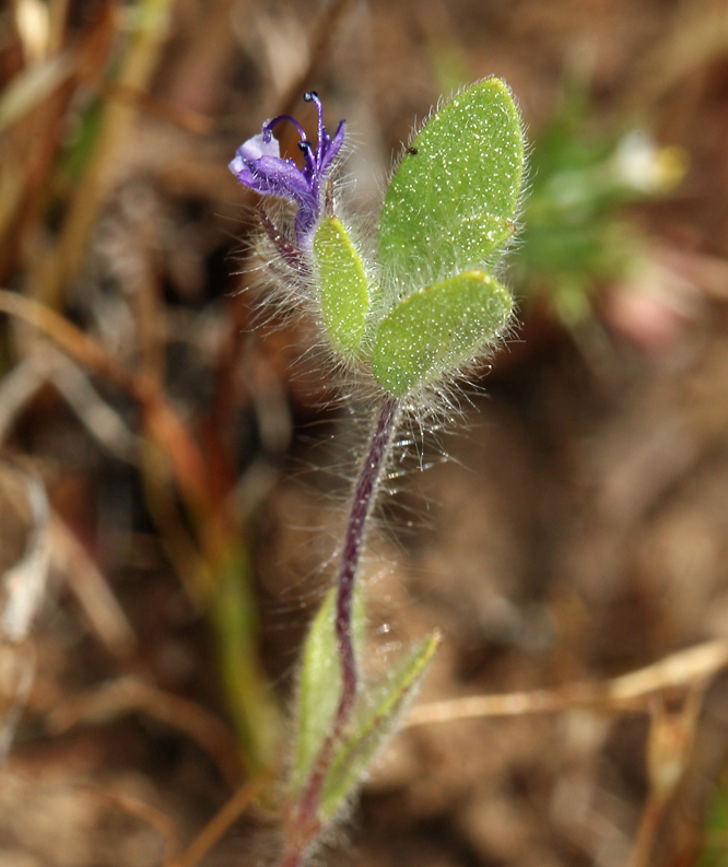 Trichostema oblongum Benth. resmi