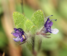 Trichostema oblongum Benth. resmi