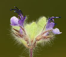 Trichostema oblongum Benth. resmi