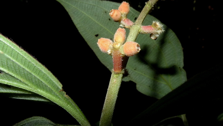 Imagem de Miconia nervosa (Sm.) Triana