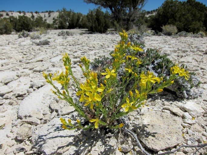 Image of King's flax