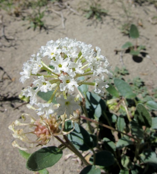 Image of fragrant white sand verbena