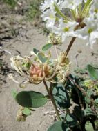 Image of fragrant white sand verbena