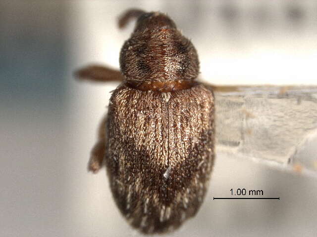 Image of Ash Seed Weevils