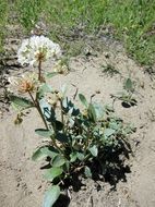 Imagem de Abronia elliptica A. Nels.