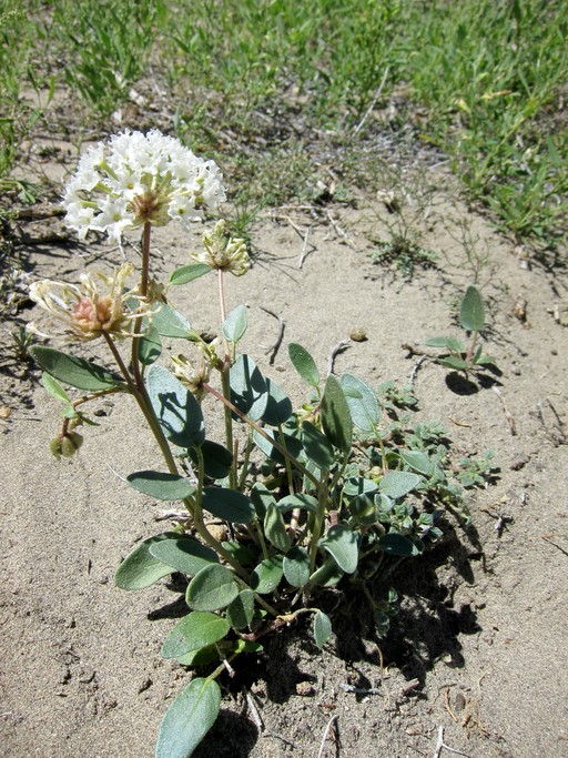 Image of fragrant white sand verbena