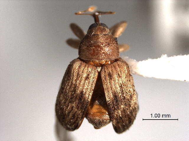 Image of Ash Seed Weevils